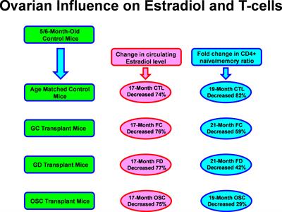 Estradiol-independent restoration of T-cell function in post-reproductive females